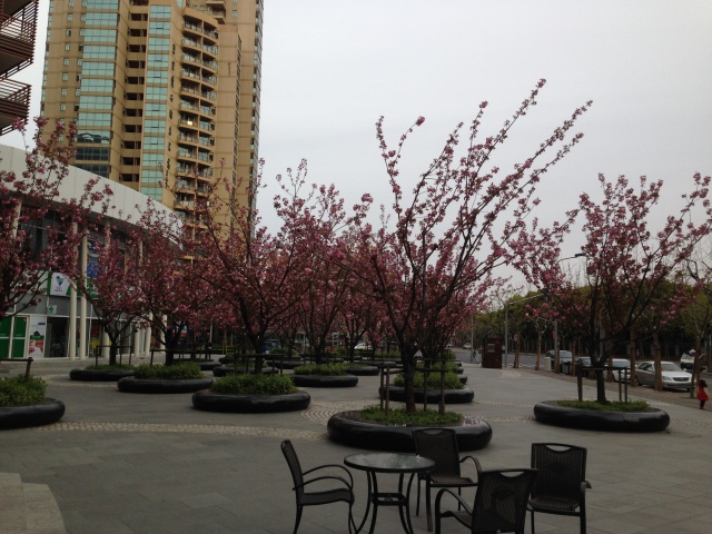 These trees are blooming outside our favorite grocery store: Times. It is across the street from our complex, which is to the right of this image. 